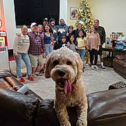 Louie joined the competition — help win amazing prizes! dog, pet, portrait, family, group, people, living_room, sofa, leather, christmas_tree, holiday, presents, indoors, party, tongue, smiling, vintage_gas_pump, decorations, home, photography