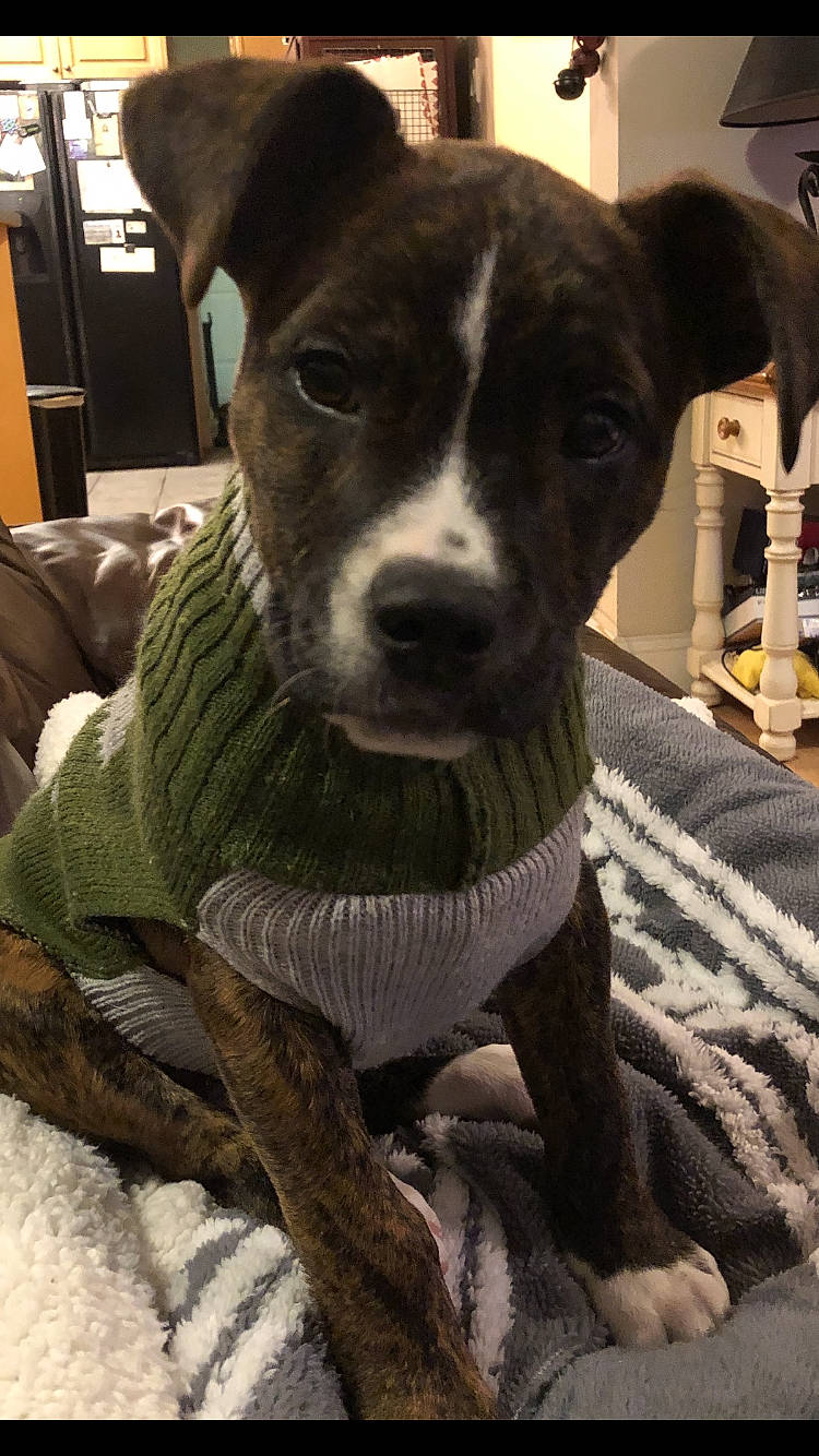 Tucker is registered to the contest to win money with this photo: american_pit_bull_terrier, canidae, carnivore, companion_dog, dog, dog_breed, feist, mammal, non_sporting_group, rare_breed_dog, snout, sporting_group, vertebrate, whiskers