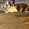 animal, calico, carpet, cat, cute, domestic, ears, floor, fur, furniture, home, indoor, lying_down, meow, mouth_open, pet, resting, rug, table_leg, whiskers
