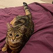 Nala participe au concours pour gagner de l'argent avec cette photo : cat, tabby_cat, pet, animal, feline, indoor, bed, blanket, purple_blanket, fur, whiskers, ears, tail, paws, cute, looking_up, resting, cozy, domestic_animal, mammal