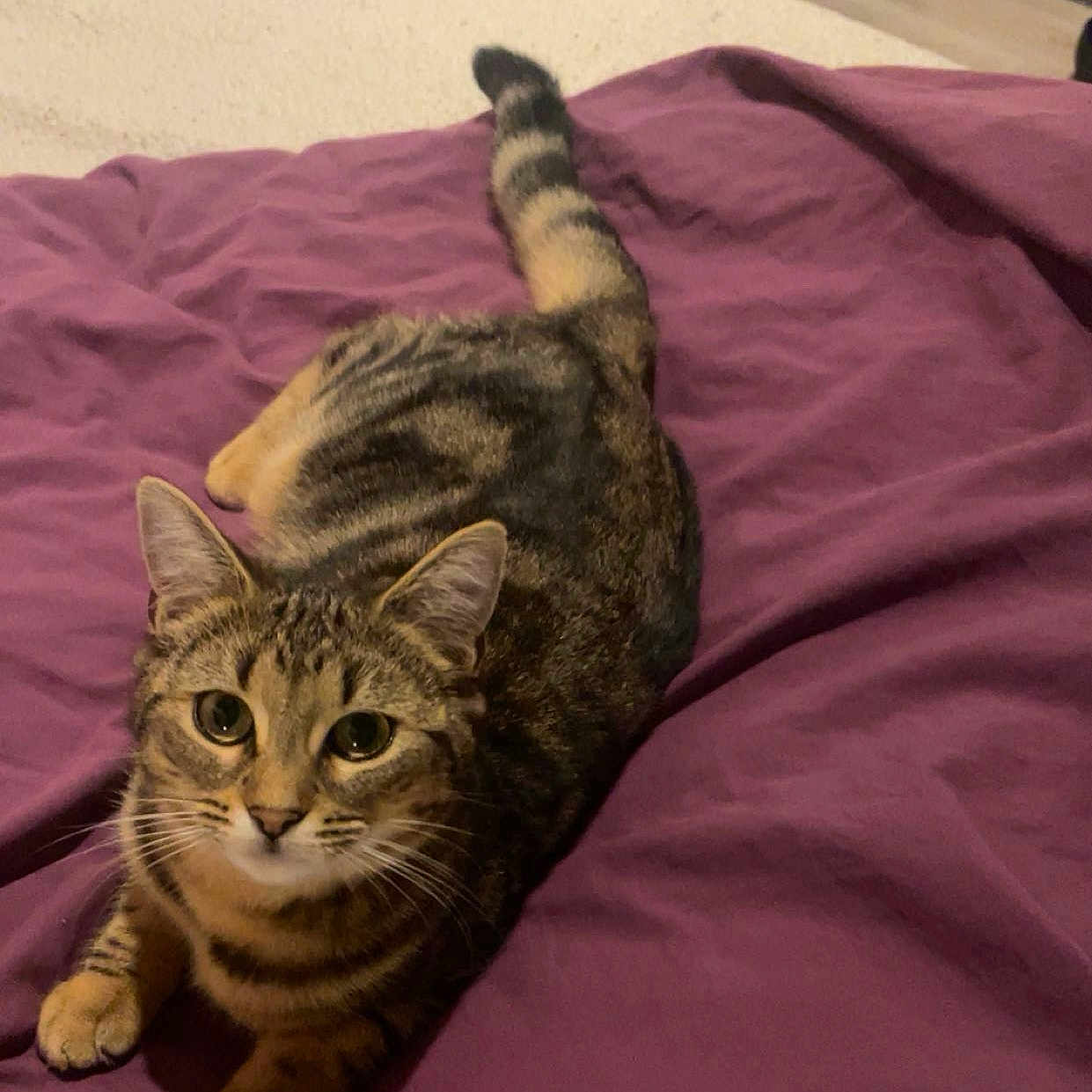 Nala participe au concours pour gagner de l'argent avec cette photo : animal, bed, blanket, cat, cozy, cute, domestic_animal, ears, feline, fur, indoor, looking_up, mammal, paws, pet, purple_blanket, resting, tabby_cat, tail, whiskers