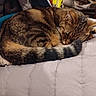 bed, blanket, cat, close_up, cozy, cute, domestic_animal, fur, home, indoor, nap, pet, pillow, relaxing, resting, sleeping, striped, tabby_cat, tail, whiskers