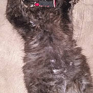 Moustique a rejoint le concours — aidez-le/la à gagner de superbes lots ! black, carnivoran, cat, cat_like_mammal, dog_breed, dog_breed_group, dog_like_mammal, fur, kitten, mammal, paw, schnoodle, small_to_medium_sized_cats, whiskers