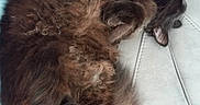 Moustique participe au concours pour gagner de l'argent avec cette photo : carnivoran, cat, cat_like_mammal, claw, dog_breed_group, fur, kitten, maine_coon, norwegian_forest_cat, paw, persian, small_to_medium_sized_cats, snout, whiskers