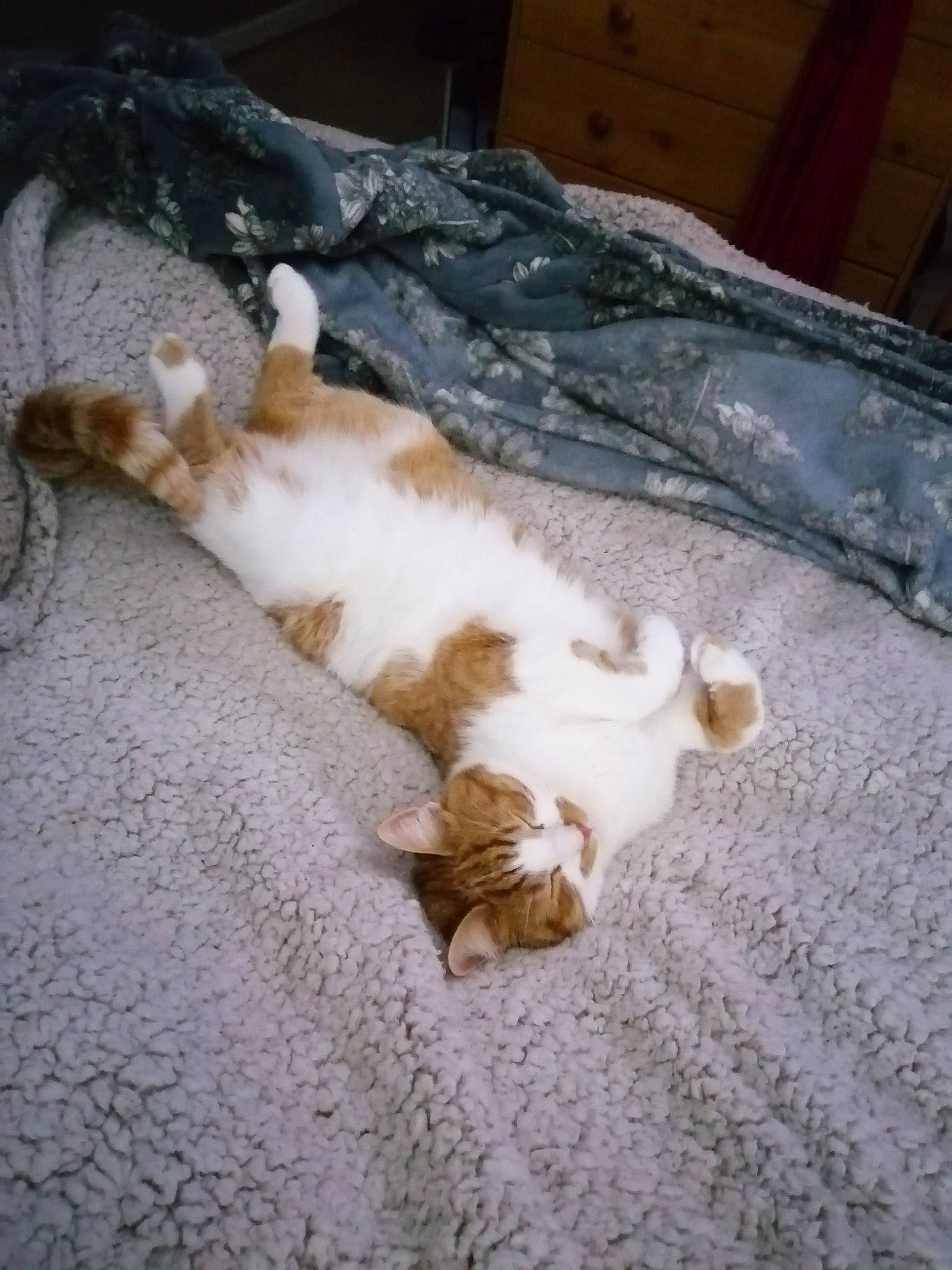 Bumble is registered to the contest to win money with this photo: canidae, carnivore, cat, comfort, companion_dog, dog_breed, domestic_short_haired_cat, felidae, flooring, fur, hardwood, linens, paw, small_to_medium_sized_cats, snout, sporting_group, tail, terrestrial_animal, whiskers, wood