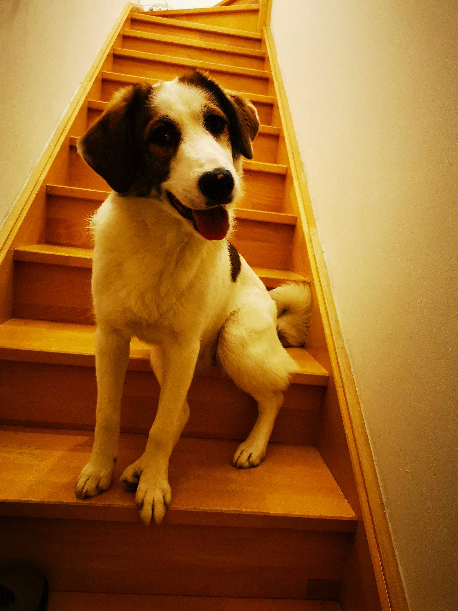 Loly a rejoint le concours — aidez-le/la à gagner de superbes lots ! canidae, carnivore, companion_dog, dog, dog_breed, dog_supply, fawn, flooring, giant_dog_breed, gun_dog, hardwood, non_sporting_group, pet_supply, snout, sporting_group, stairs, tail, wood, working_animal, working_dog