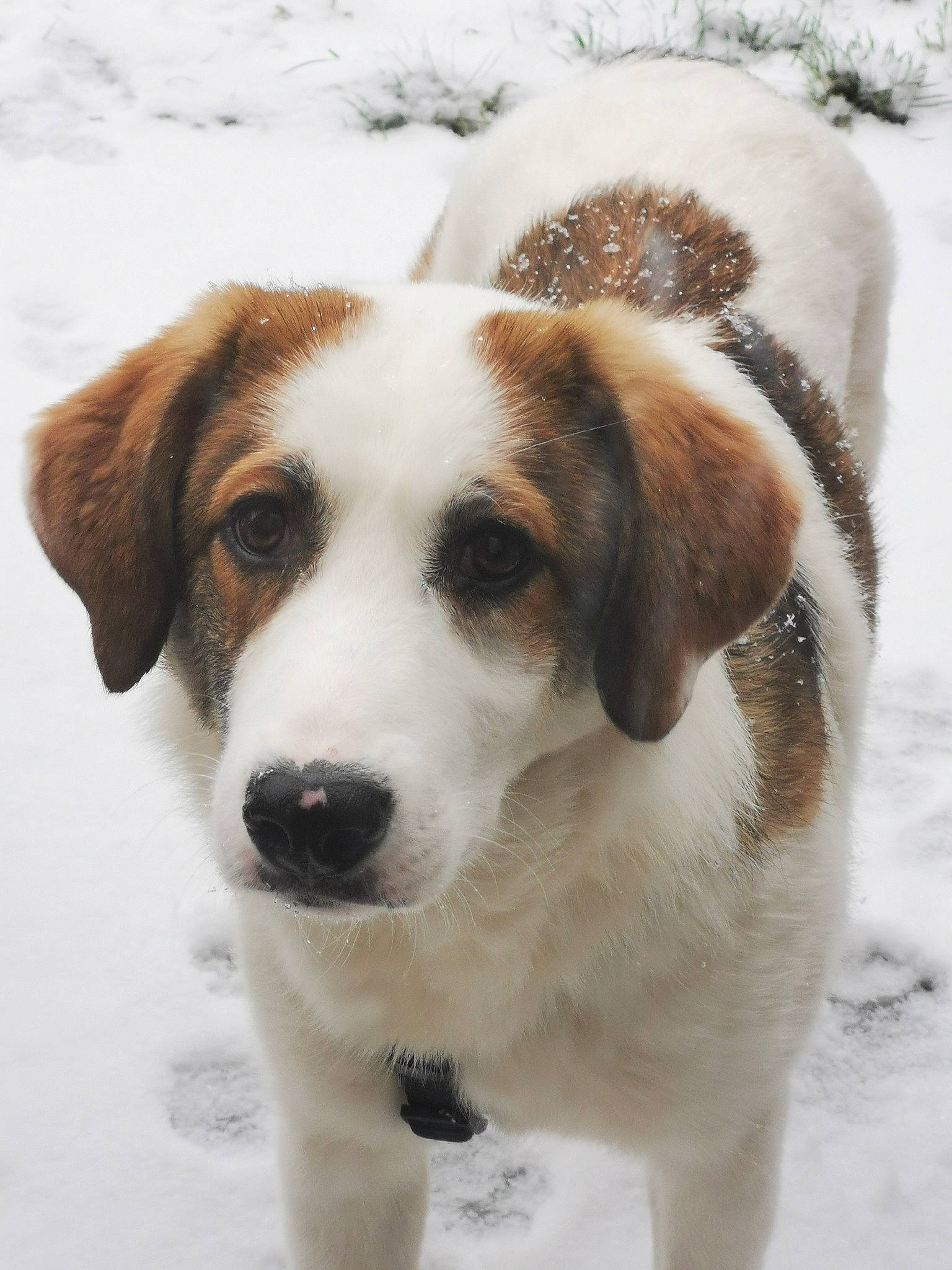 Loly participe au concours pour gagner de l'argent avec cette photo : carnivore, collar, companion_dog, dog, dog_breed, dog_collar, freezing, fur, hunting_dog, puppy, slope, snout, snow, sporting_group, tail, whiskers, winter, working_dog