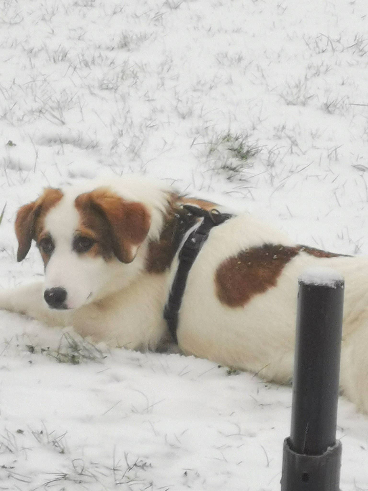 Loly a rejoint le concours — aidez-le/la à gagner de superbes lots ! canidae, carnivore, companion_dog, dog, dog_breed, fawn, freezing, fur, gun_dog, herding_dog, snout, snow, sporting_group, terrestrial_animal, winter, working_dog