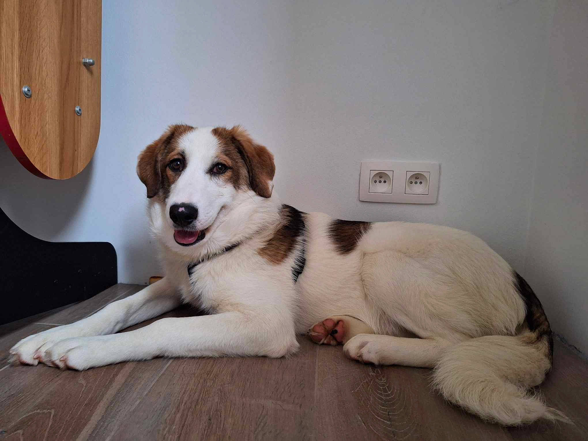 Loly participe au concours pour gagner de l'argent avec cette photo : bored, brittany, carnivore, companion_dog, dog, dog_breed, flooring, gun_dog, hardwood, herding_dog, light_switch, paw, plant, puppy, tail, varnish, wall_plate, wood, wood_flooring, working_dog