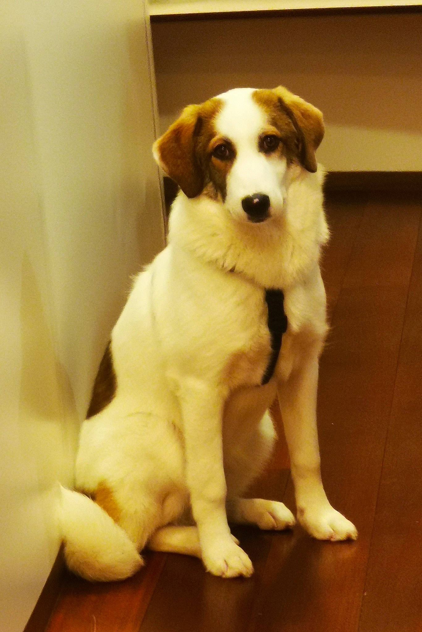 Loly participe au concours pour gagner de l'argent avec cette photo : ancient_dog_breeds, canidae, carnivore, companion_dog, dog, dog_breed, fawn, flooring, fur, paw, pet_supply, snout, sporting_group, tail, whiskers, working_animal, working_dog