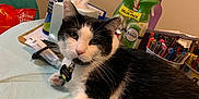 Beans is registered to the contest to win money with this photo: background_objects, black_and_white, cat, closeup, clutter, collar, domestic, feline, fur, home, household_items, indoor, pens, pet, relaxed, resting, spray_bottle, table, tag, tissue_box