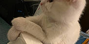 Snow is registered to the contest to win money with this photo: animal, cat, close_up, cozy, crossed_paws, cute, domestic, feline, fur, household, indoor, paper_towel, paw, pet, relaxed, resting, soft, table, whiskers, white_cat
