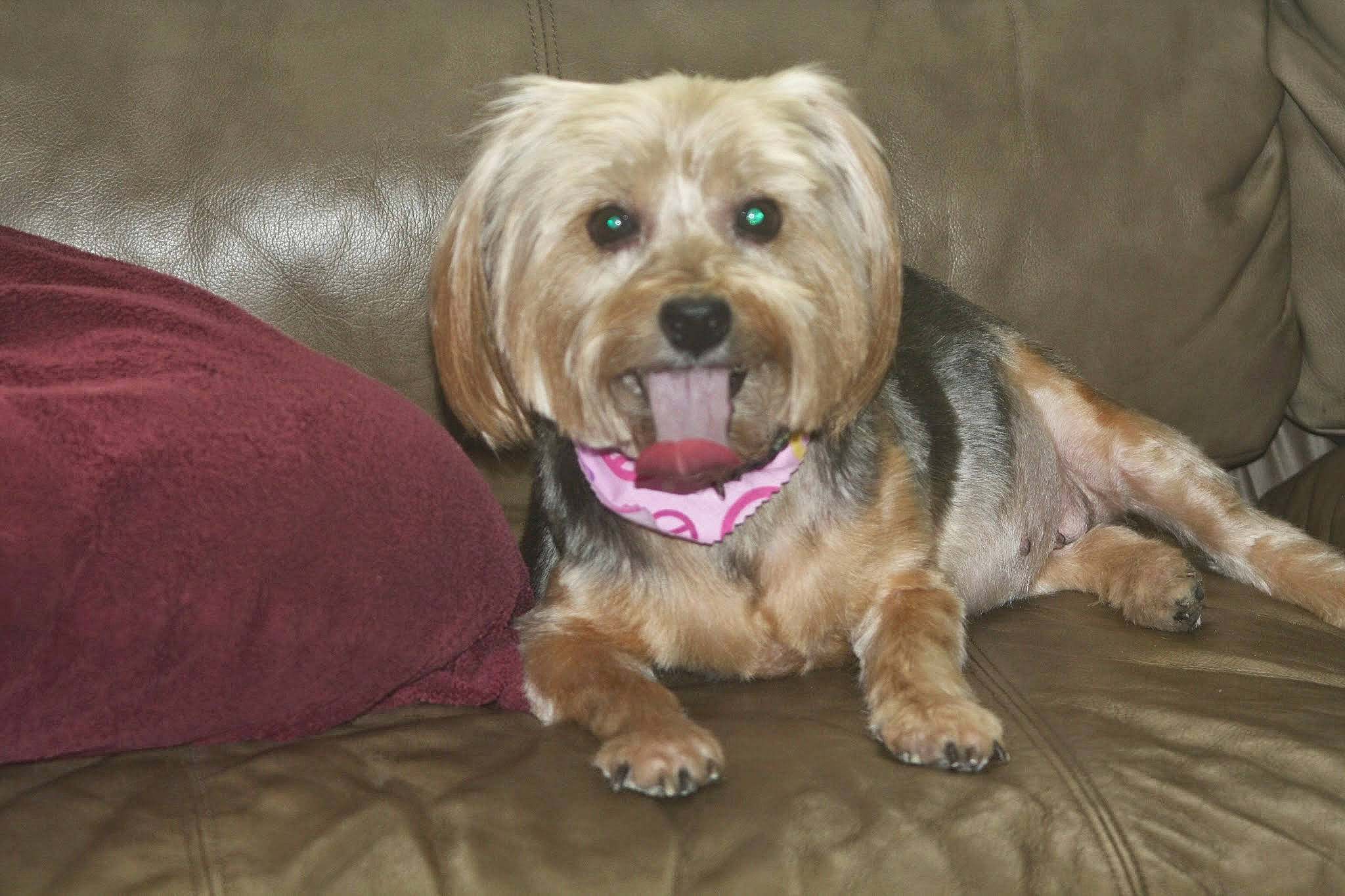 Priesious joined the competition — help win amazing prizes! biewer_terrier, canidae, carnivore, companion_dog, dog, dog_breed, dog_clothes, dog_supply, fur, ingredient, liver, maltepoo, non_sporting_group, small_terrier, sporting_group, terrier, toy_dog, wood, working_animal, yorkipoo