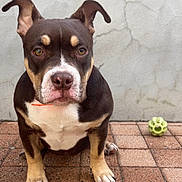 Ohana a rejoint le concours — aidez-le/la à gagner de superbes lots ! dog, pet, brown_and_white, ears, floor, tile, toy, chew_toy, wall, cracked_wall, sitting, front_view, animal, canine, outdoor, looking_at_camera, paws, snout, expression, companion