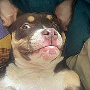 Ohana a rejoint le concours — aidez-le/la à gagner de superbes lots ! animal, blanket, brown, canine, close_up, cozy, cute, dog, ears, expression, face, fur, indoor, lying_down, mouth, nose, pet, resting, white, wide_eyes