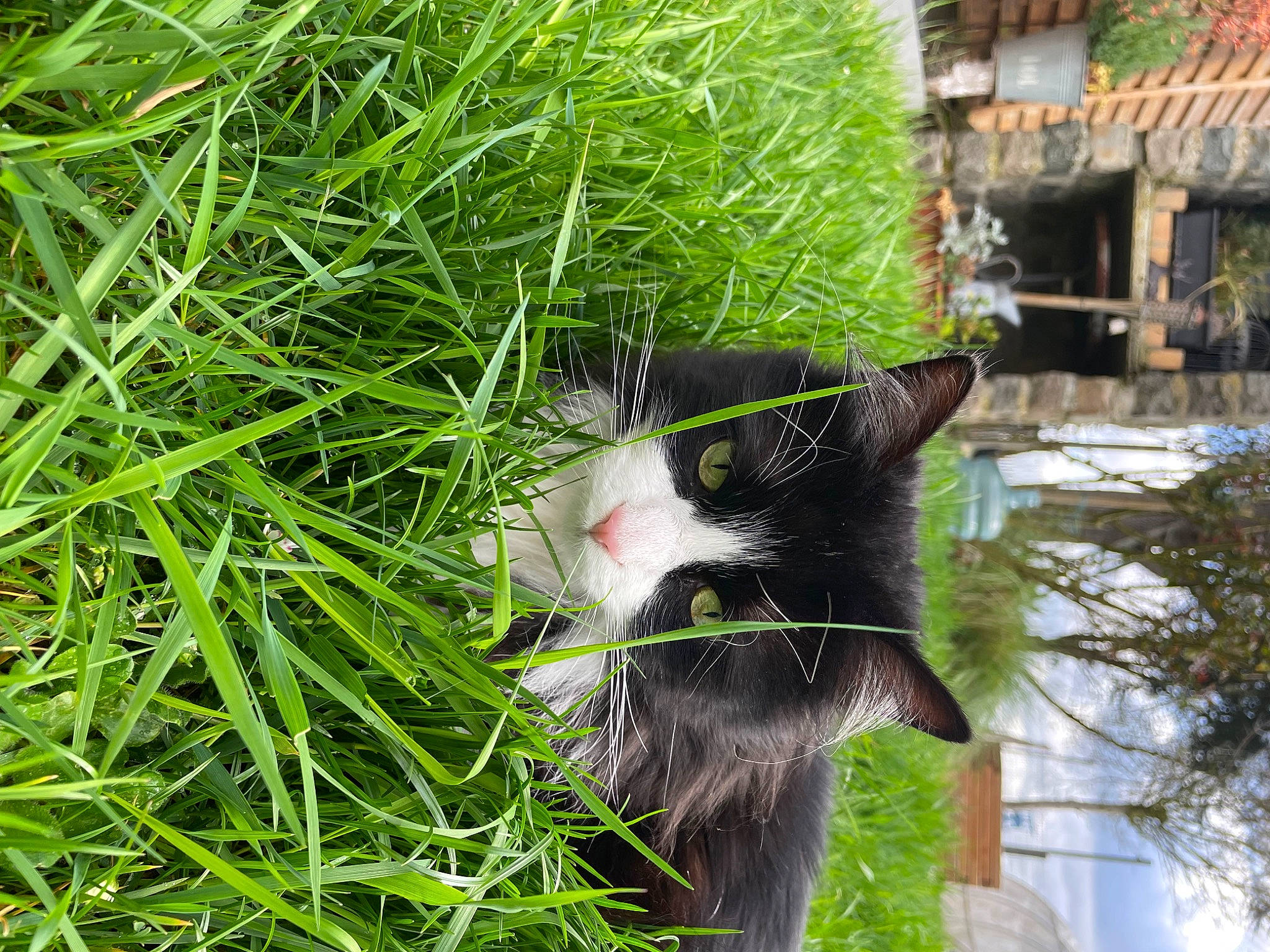 Plumette participe au concours pour gagner de l'argent avec cette photo : carnivore, cat, domestic_short_haired_cat, felidae, fur, grass, grass_family, groundcover, house, plant, shrub, small_to_medium_sized_cats, snout, tail, tree, trunk, twig, vegetation, whiskers, window