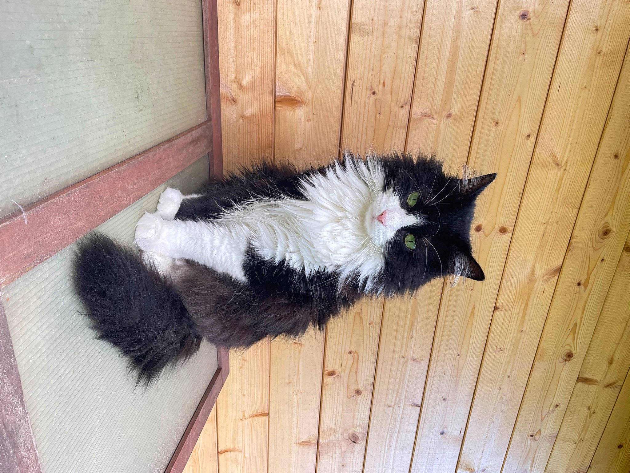 Plumette a rejoint le concours — aidez-le/la à gagner de superbes lots ! carmine, carnivore, cat, claw, domestic_short_haired_cat, felidae, flooring, foot, fur, hardwood, paw, small_to_medium_sized_cats, snout, tail, terrestrial_animal, whiskers, wood