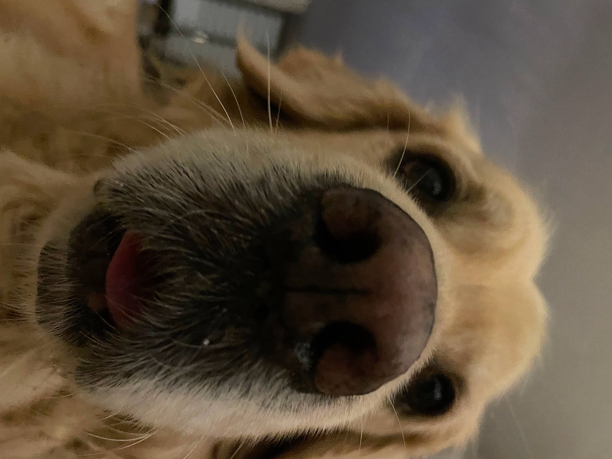 Roxane participe au concours pour gagner de l'argent avec cette photo : canidae, carnivore, companion_dog, dog, dog_breed, ear, eye, fawn, fur, head, iris, paw, snout, sporting_group, terrestrial_animal, toy_dog, whiskers, working_animal, wrinkle