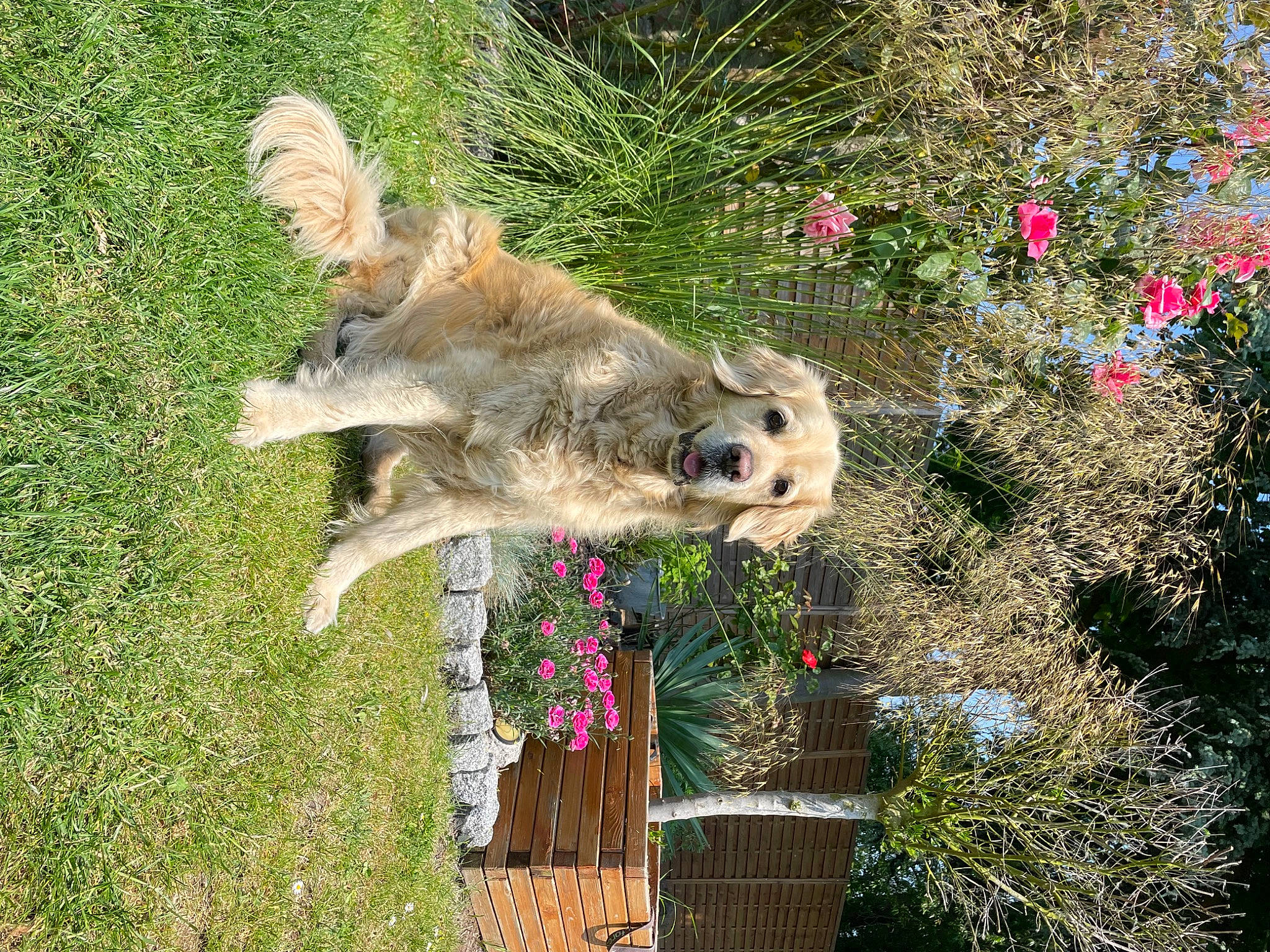 Roxane a rejoint le concours — aidez-le/la à gagner de superbes lots ! annual_plant, art, canidae, carnivore, companion_dog, dog, dog_breed, fawn, felidae, flower, flowerpot, garden, grass, grass_family, groundcover, plant, shrub, snout, tail, wildlife