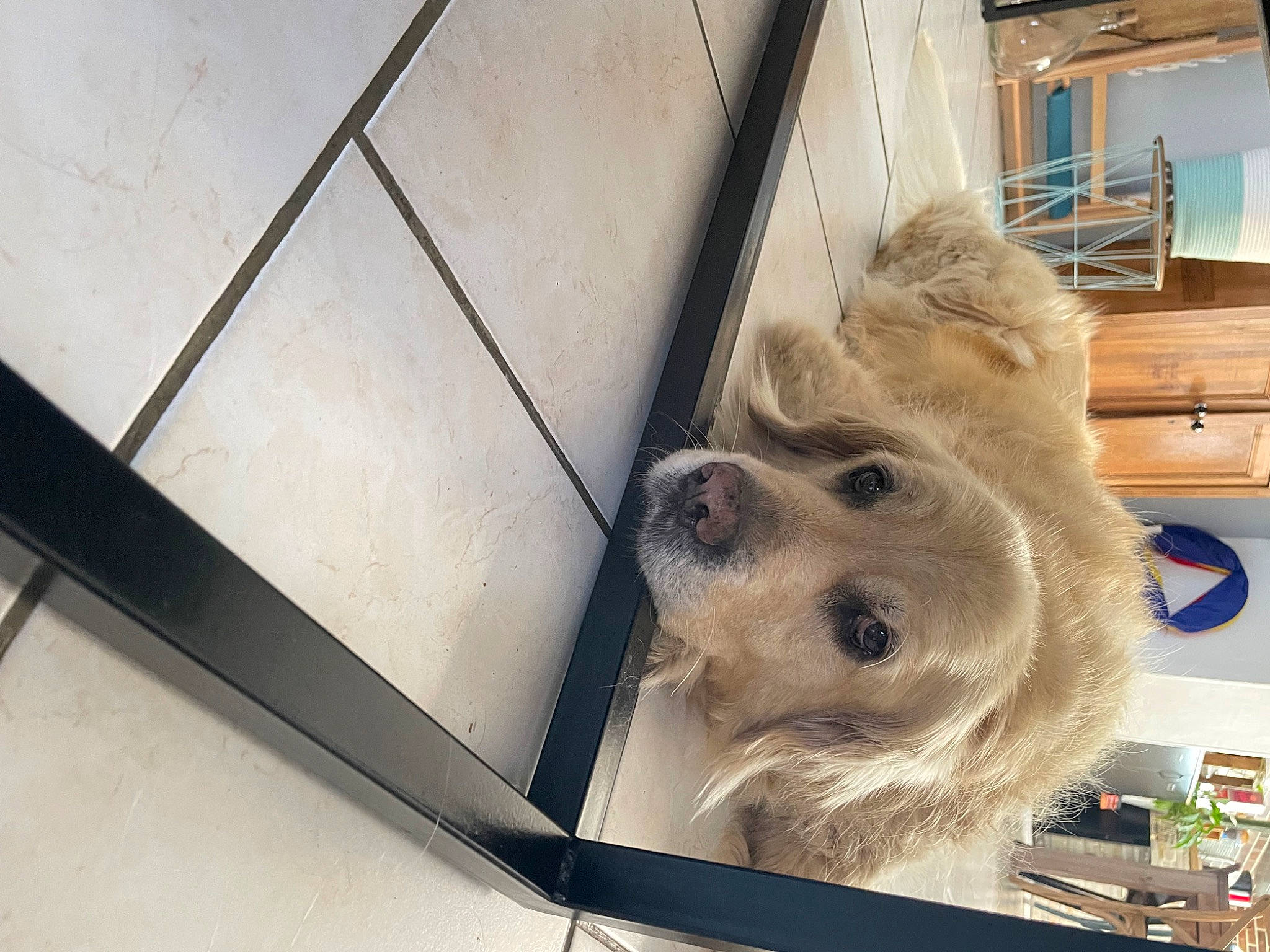 Roxane a rejoint le concours — aidez-le/la à gagner de superbes lots ! canidae, carnivore, collar, companion_dog, dog, dog_breed, dog_supply, fawn, flooring, fur, mammal, metal, paw, pet_supply, selfie, small_terrier, snout, sporting_group, wood, working_animal