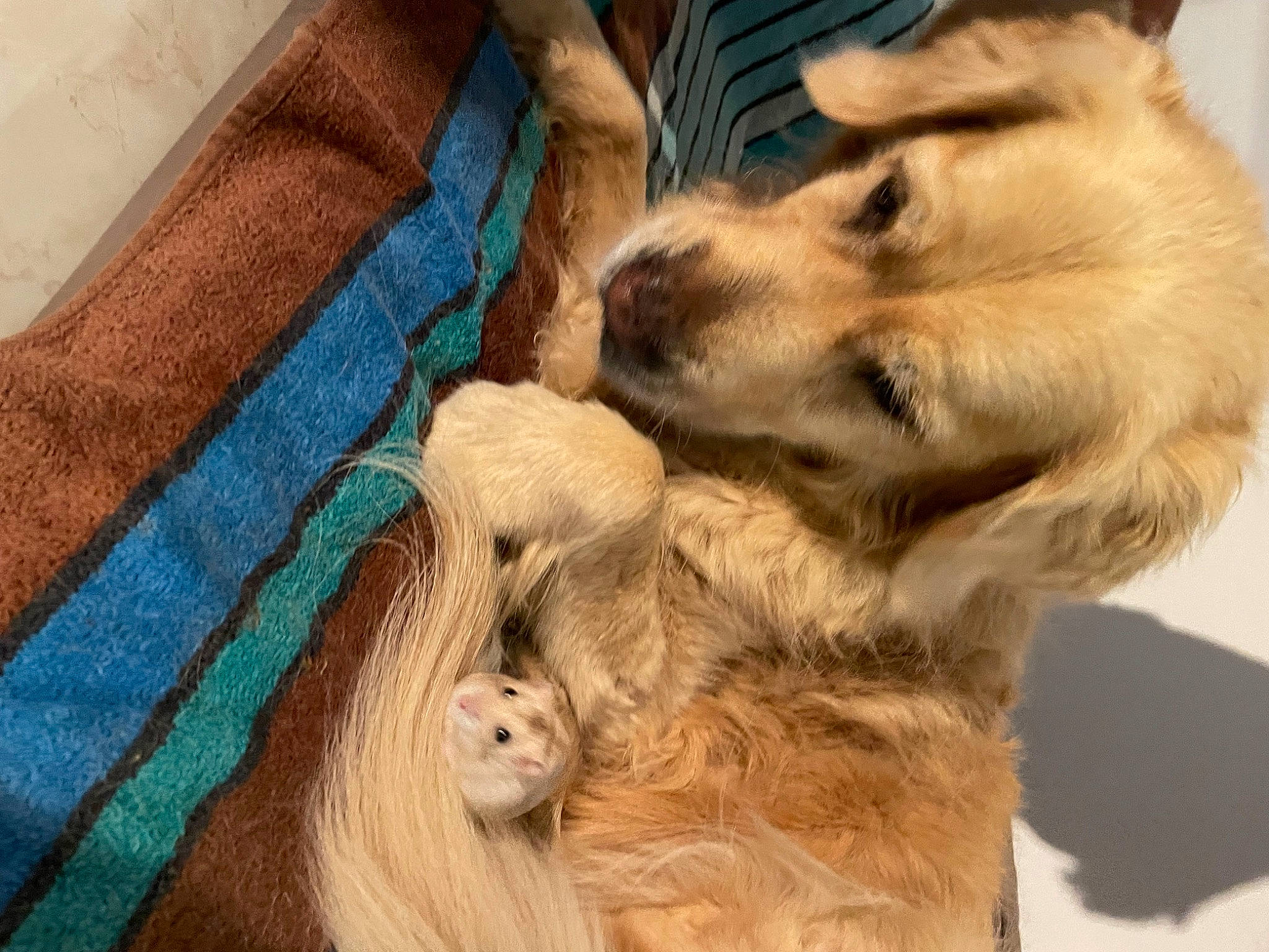 Roxane participe au concours pour gagner de l'argent avec cette photo : canidae, carnivore, claw, companion_dog, dog, dog_breed, fawn, fur, liver, natural_material, paw, puppy, snout, sporting_group, terrestrial_animal, whiskers, wildlife, working_animal, working_dog, woven_fabric