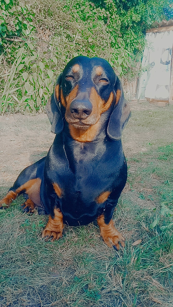 Kopp a rejoint le concours — aidez-le/la à gagner de superbes lots ! canidae, carnivore, companion_dog, dog, dog_breed, grass, hound, hunting_dog, liver, metal, plant, sharing, snout, sporting_group, terrestrial_animal, working_animal, working_dog