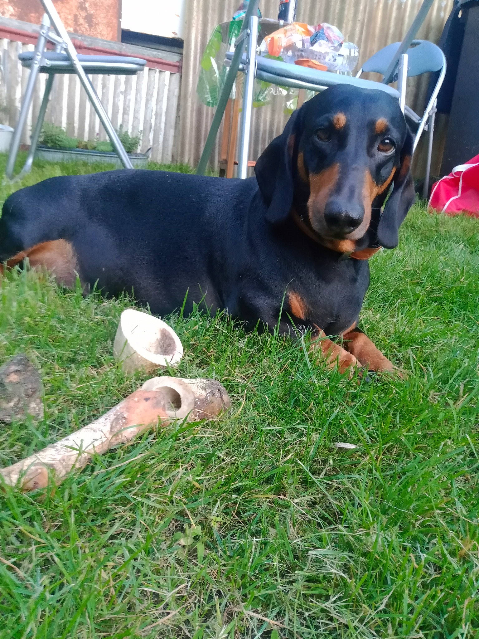 Kopp a rejoint le concours — aidez-le/la à gagner de superbes lots ! canidae, carnivore, companion_dog, dog, dog_breed, grass, guard_dog, hound, hunting_dog, luggage_and_bags, pinscher, plant, scent_hound, snout, sporting_group, terrestrial_animal, working_animal, working_dog