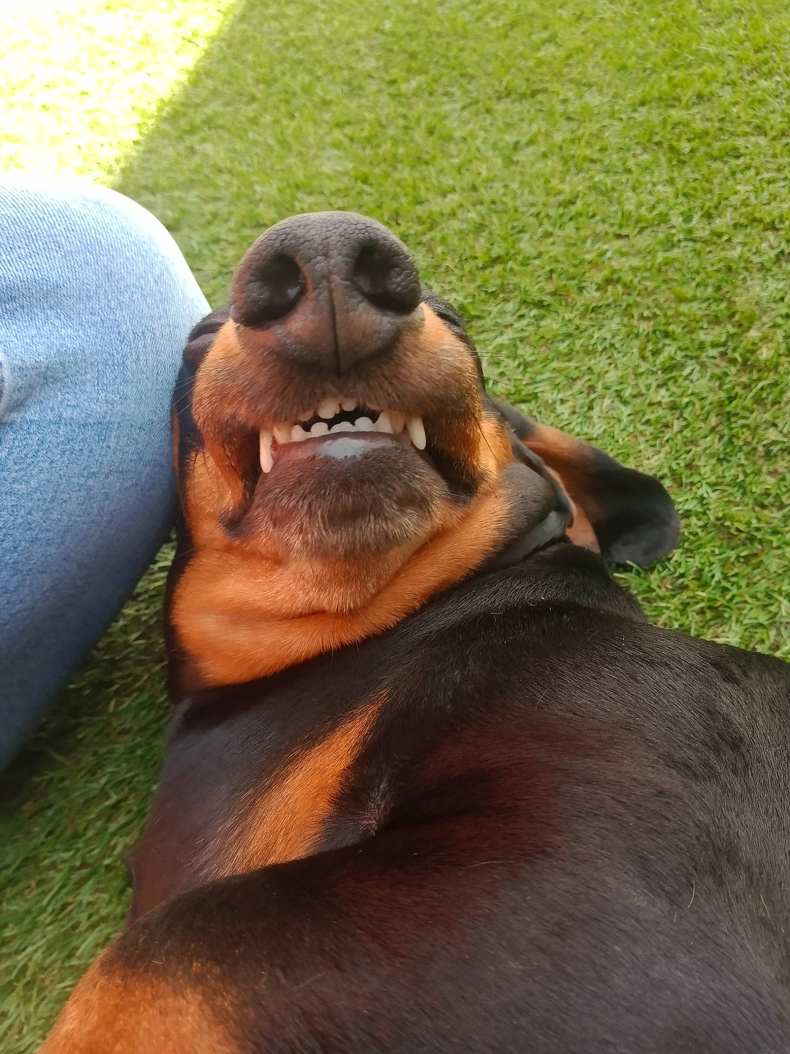 Kopp participe au concours pour gagner de l'argent avec cette photo : canidae, carnivore, companion_dog, corgi_chihuahua, dobermann, dog, dog_breed, fawn, grass, guard_dog, hunting_dog, liver, pinscher, smile, snout, sporting_group, terrestrial_animal, whiskers, working_animal, working_dog