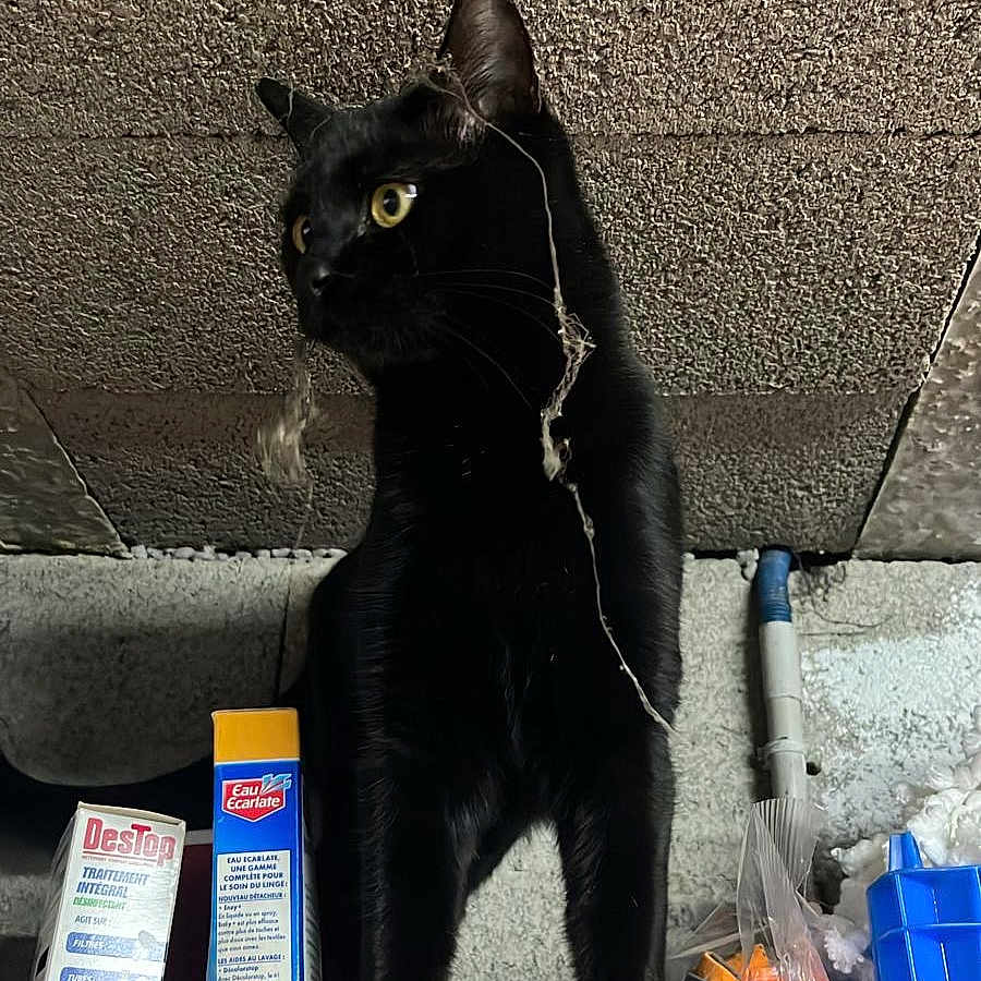 Sunny participe au concours pour gagner de l'argent avec cette photo : abyssinian, animal, architecture, bag, blackcat, box, building, cat, cricket, cricketbat, furniture, hardwood, kitten, manx, pet, shelf, sport, stainedwood, wall, wood