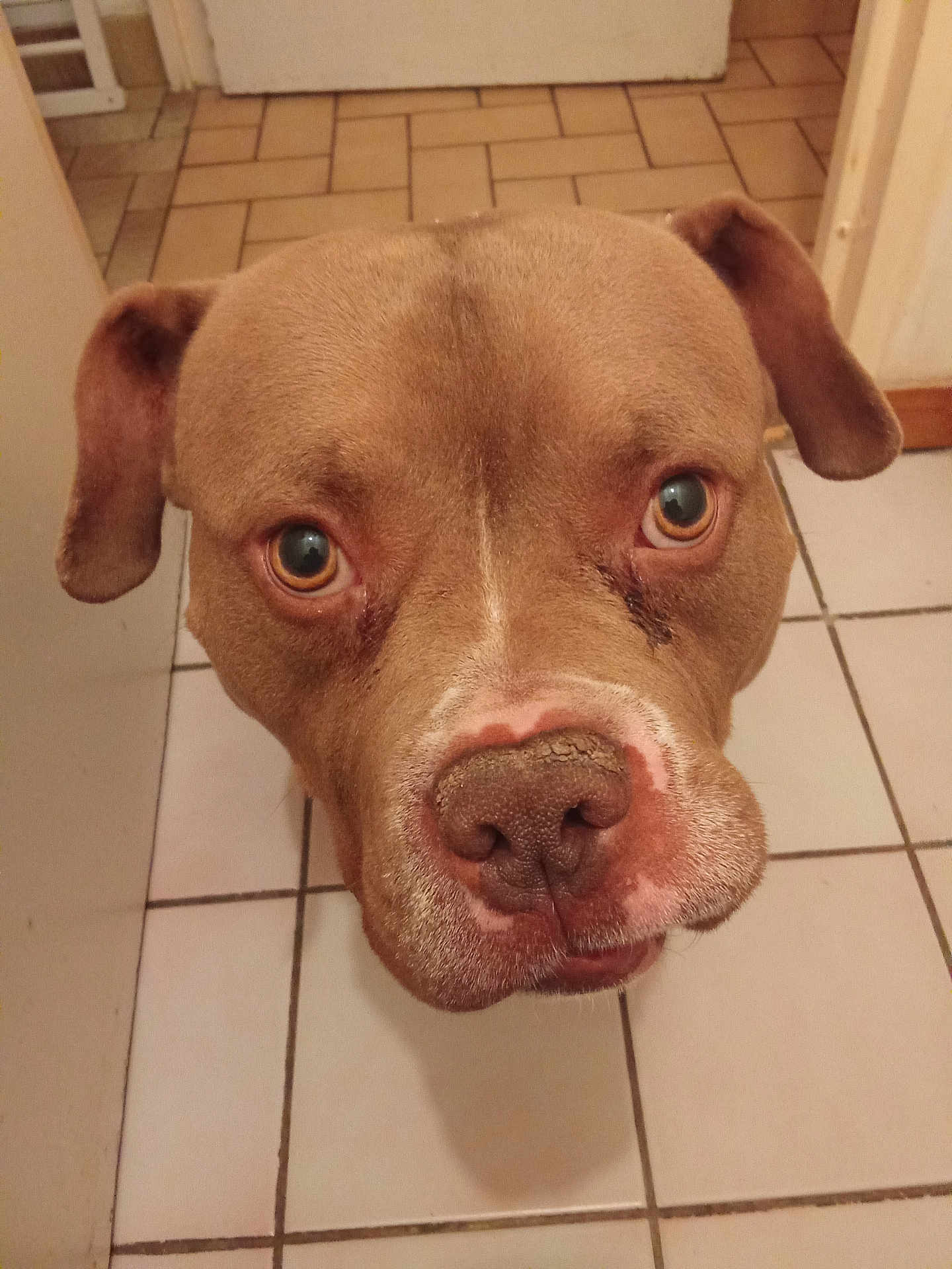 Patchy participe au concours pour gagner de l'argent avec cette photo : dog, brown_dog, close_up, pet, canine, indoor, tile_floor, curious, ears, face, nose, looking_up, animal, companion, domestic_animal, floor, house, portrait, muzzle, cute
