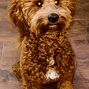 Chico joined the competition — help win amazing prizes! dog, brown, curly_fur, pet, indoor, wooden_floor, cute, animal, sitting, looking_up, fluffy, companion, domestic_animal, furry, canine, friendly, adorable, house_pet, portrait, young_dog