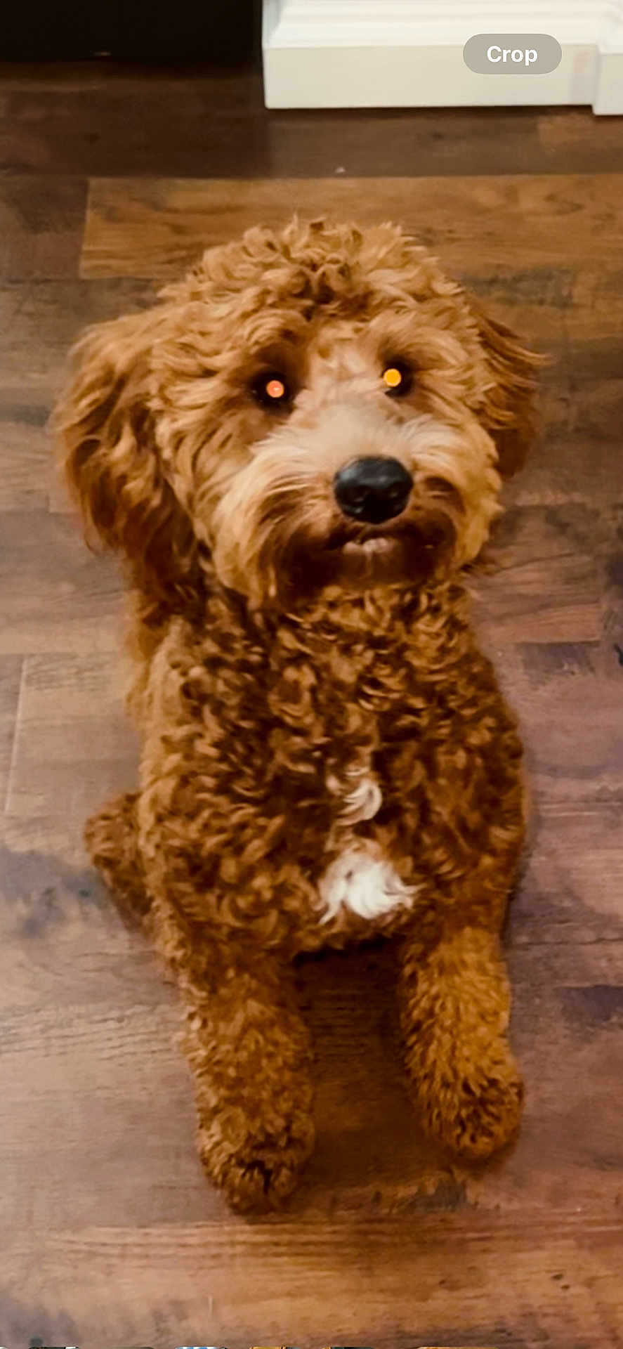 Chico joined the competition — help win amazing prizes! dog, brown, curly_fur, pet, indoor, wooden_floor, cute, animal, sitting, looking_up, fluffy, companion, domestic_animal, furry, canine, friendly, adorable, house_pet, portrait, young_dog