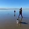 Hercules joined the competition — help win amazing prizes! beach, ocean, water, sand, man, child, dog, reflection, sky, walking, sunlight, shadow, outdoor, nature, vacation, shore, casual, leisure, daytime, scenic