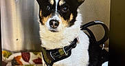 Hercules is registered to the contest to win money with this photo: dog, pet, animal, black_and_white, harness, sitting, indoor, blanket, colorful, leaf_pattern, cute, ears, fur, portrait, looking, attentive, canine, domestic, companion, closeup