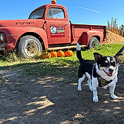 Hercules is registered to the contest to win money with this photo: dog, leash, pumpkin, vintage_truck, red_truck, grass, dirt_path, sunny_day, blue_sky, outdoor, farm, fall, harvest, rural, vehicle, pet, animal, smiling_dog, nature, fence