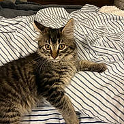 Loki is registered to the contest to win money with this photo: animal, bed, cat, cozy, cute, domestic, ears, eyes, feline, fur, indoor, kitten, pet, relaxed, resting, soft, striped_bedding, tabby, whiskers, young