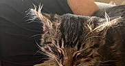 Loki joined the competition — help win amazing prizes! carpet, closeup, clothing, comfort, cozy, ears, feline, fur, indoor, kitten, knitted_pouf, lap, person, pet, relaxation, resting, sleeping, soft_light, tabby, whiskers