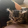 carpet, closeup, clothing, comfort, cozy, ears, feline, fur, indoor, kitten, knitted_pouf, lap, person, pet, relaxation, resting, sleeping, soft_light, tabby, whiskers
