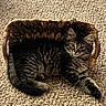 Loki joined the competition — help win amazing prizes! animal, basket, carpet, cat, cozy, curious, cute, domestic, ears, feline, fur, home, indoor, laying, pet, relaxed, small, striped, tabby, whiskers