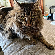 Loki joined the competition — help win amazing prizes! cat, tabby, fluffy, green_eyes, pet, indoor, couch, furniture, carpet, fireplace, living_room, houseplant, toy, piano, whiskers, close_up, mammal, fur, relaxed, animal