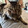 Loki