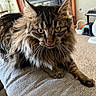 cat, tabby, fluffy, green_eyes, pet, indoor, couch, furniture, carpet, fireplace, living_room, houseplant, toy, piano, whiskers, close_up, mammal, fur, relaxed, animal