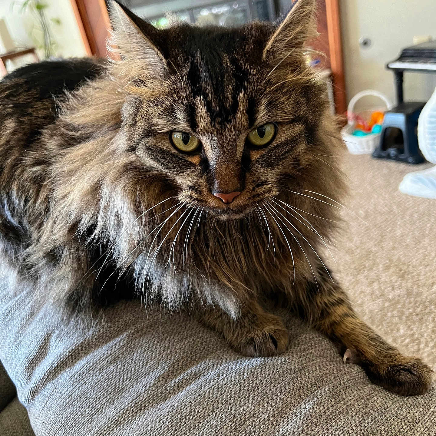 Loki