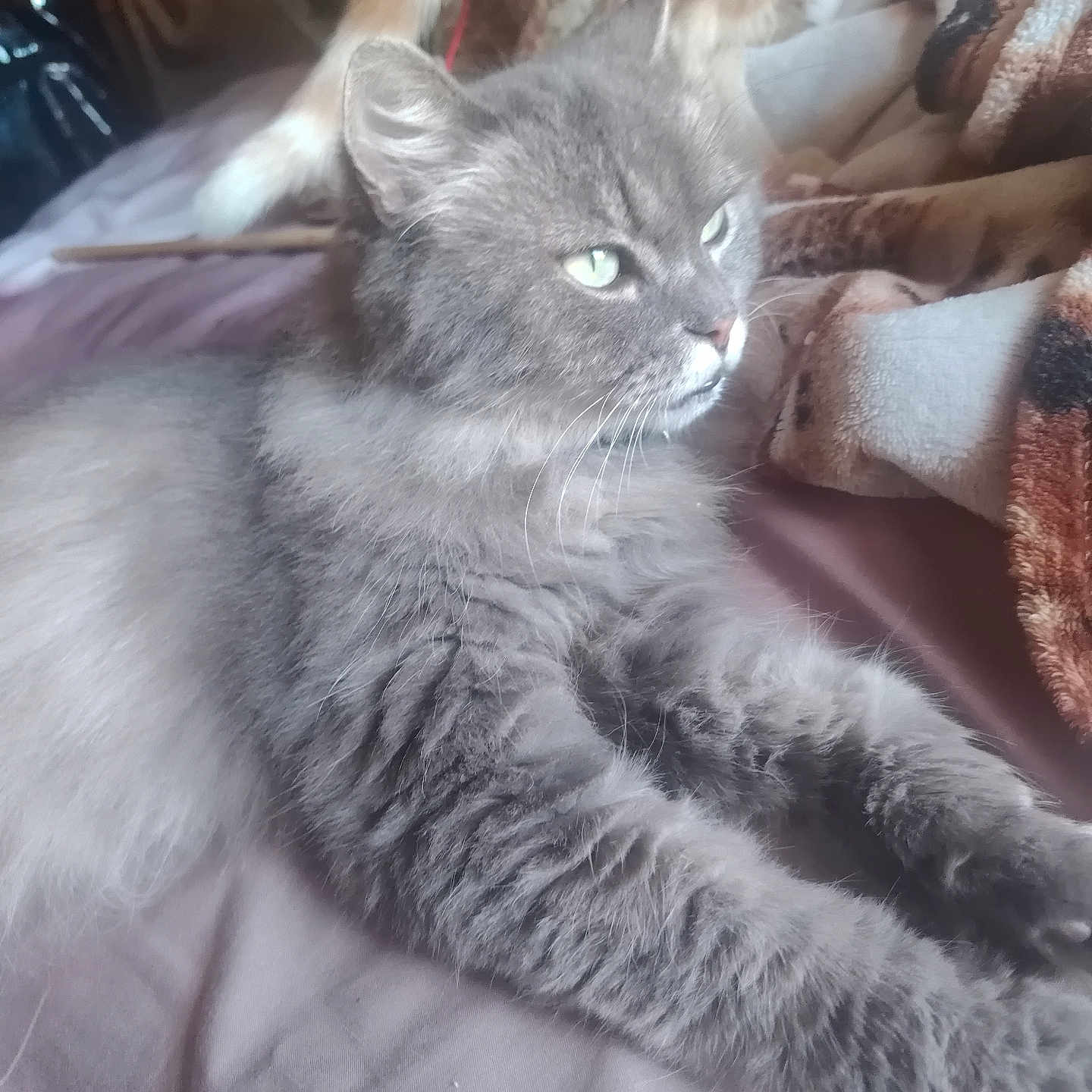 Princesse a rejoint le concours — aidez-le/la à gagner de superbes lots ! cat, gray_cat, fluffy, longhaired, feline, whiskers, green_eyes, lying_down, relaxed, bed, blanket, bedroom, indoor, pet, animal, fur, paws, portrait, cozy, lounging