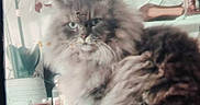 Princesse participe au concours pour gagner de l'argent avec cette photo : cats, two_cats, fluffy, long_hair, persian_cat, siberian_cat, feline, pet, animal, portrait, indoors, home, furniture, sitting, gray_cat, brown_cat, white_fur, missing_pet, social_media, text_overlay