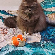 Princesse participe au concours pour gagner de l'argent avec cette photo : cat, fluffy_cat, long_hair, brown_cat, pet, animal, sitting, bed, bedspread, blanket, plush_toy, stuffed_animal, orange_toy, bird_toy, indoors, bedroom, textile, colorful, portrait, cute