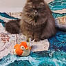 cat, fluffy_cat, long_hair, brown_cat, pet, animal, sitting, bed, bedspread, blanket, plush_toy, stuffed_animal, orange_toy, bird_toy, indoors, bedroom, textile, colorful, portrait, cute
