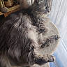 Princesse participe au concours pour gagner de l'argent avec cette photo : cat, gray_cat, fluffy, long_hair, pet, animal, feline, green_eyes, whiskers, ears, paws, sitting, lounging, indoors, window, curtain, cat_tree, cozy, portrait, fur