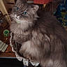 Princesse a rejoint le concours — aidez-le/la à gagner de superbes lots ! cat, feline, gray_cat, fluffy, long_hair, fur, whiskers, green_eyes, blue_eyes, portrait, pet, animal, sitting, indoors, home, perch, close_up, cute, alert, domestic_animal
