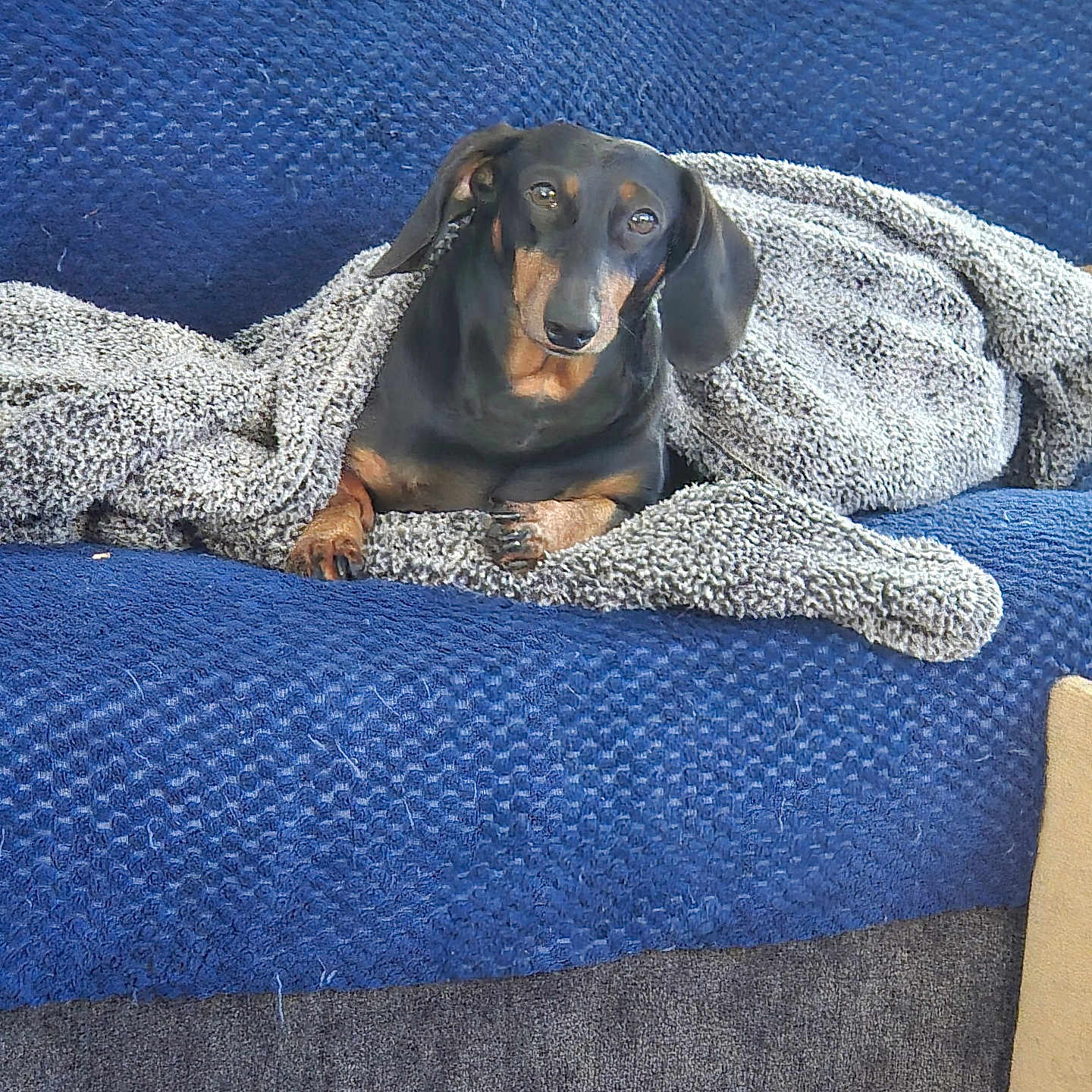 Peppie joined the competition — help win amazing prizes! animal, bed, bedroom, blanket, canine, clothing, couch, cushion, dog, furniture, homedecor, hound, indoors, linen, pants, person, pet, puppy, quilt, room